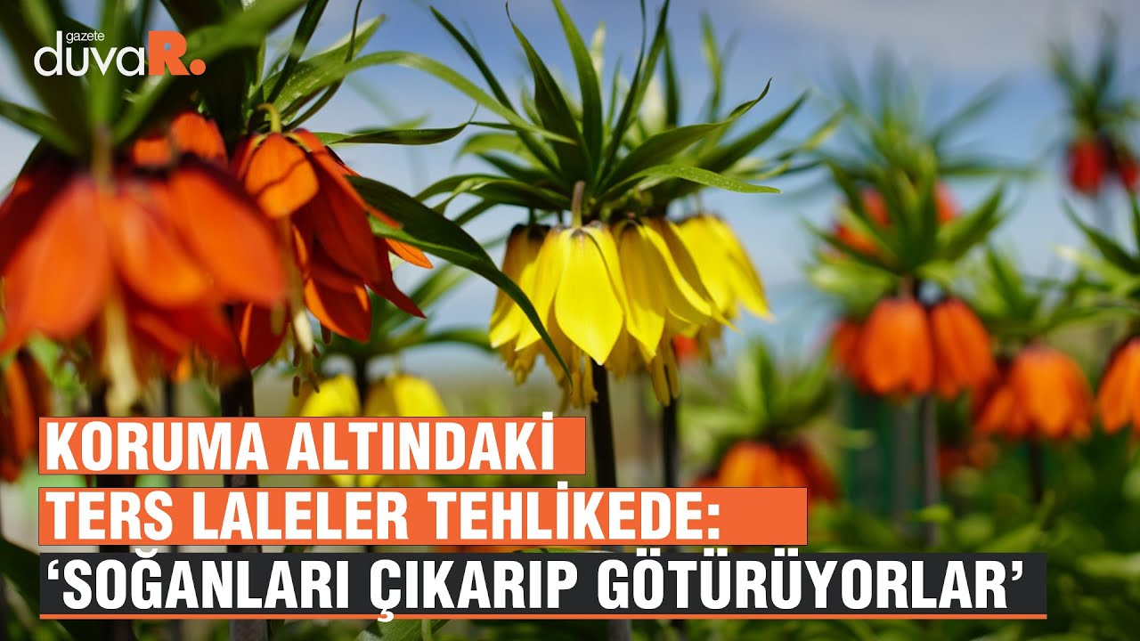 Koruma altındaki ters laleler tehlikede: &lsquo;Soğanları &ccedil;ıkarıp g&ouml;t&uuml;r&uuml;yorlar&rsquo;