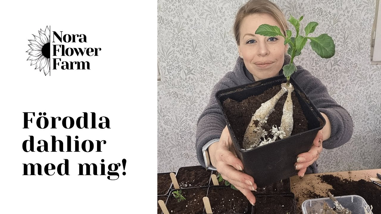 Hur jag förodlar dahlior för försäljning och tidig utplantering!