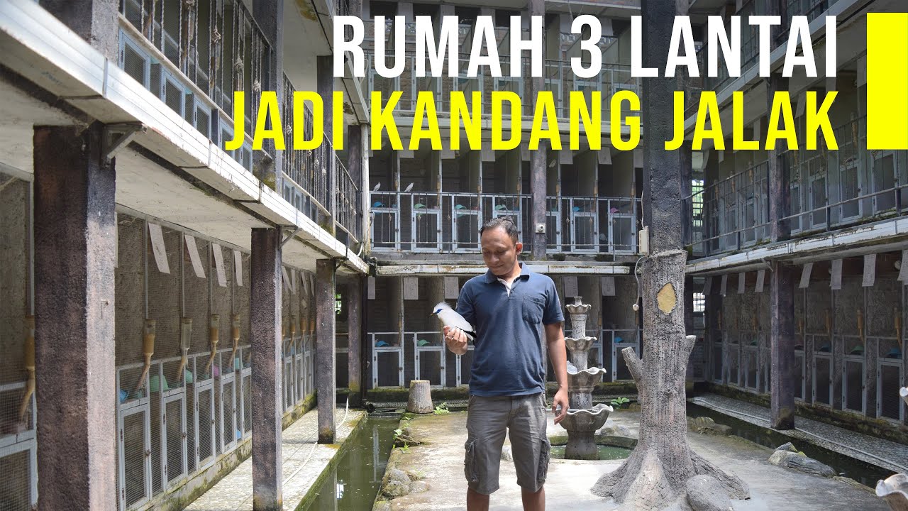 Jadi Sultan Jalak, Ternak Ratusan Burung Jalak Di Kandang Tiga Lantai