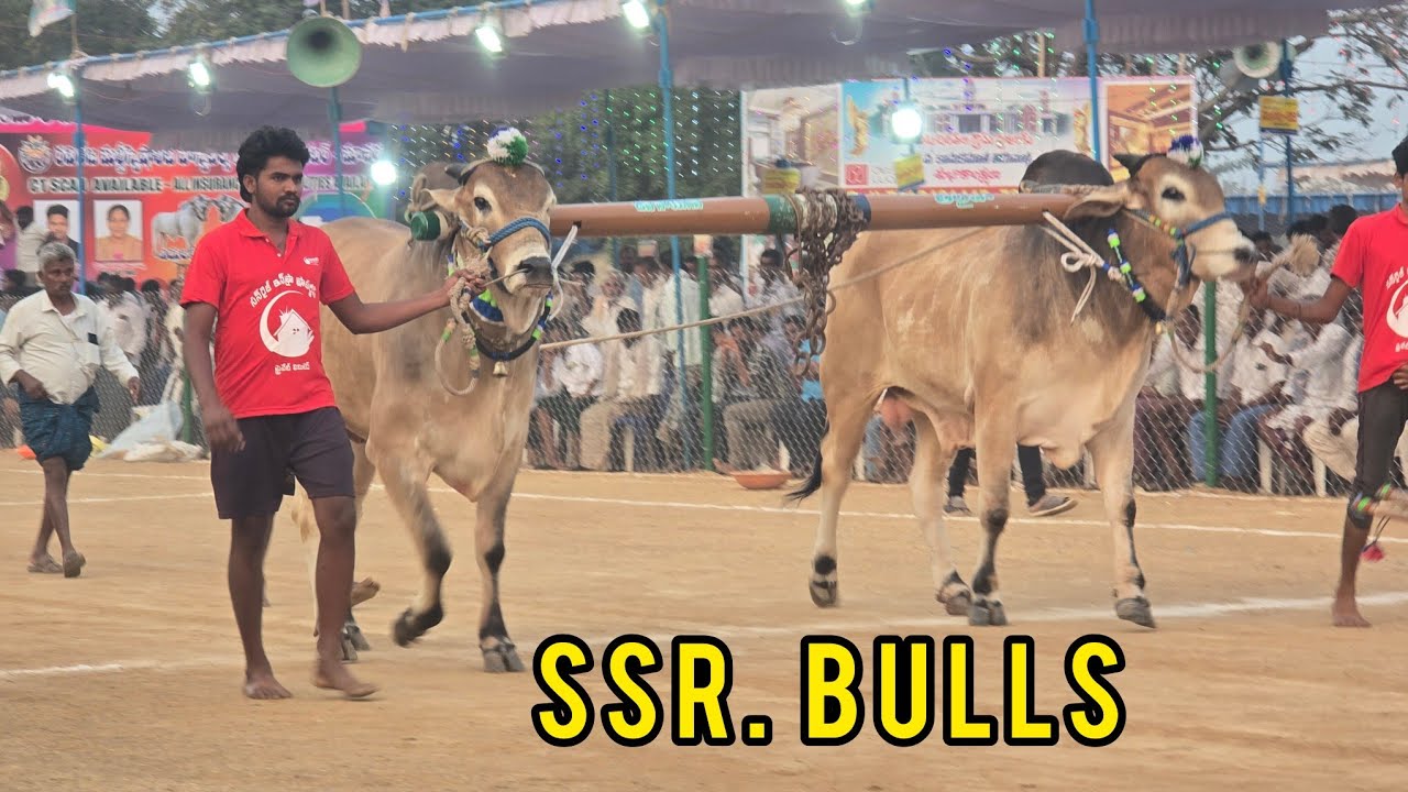 రెంటచింతల ఆరుపళ్ళు 13జత.SSR. Bulls శావల గోపికృష్ణ గారు. వేల్పూరు అచ్చంపేట మండలం