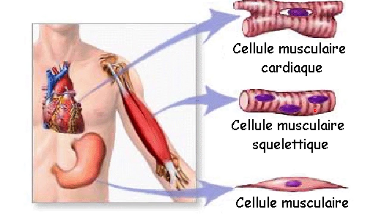 FMPM MOOCs - Le tissu musculaire partie 1 - Pr. FE. Hazmiri
