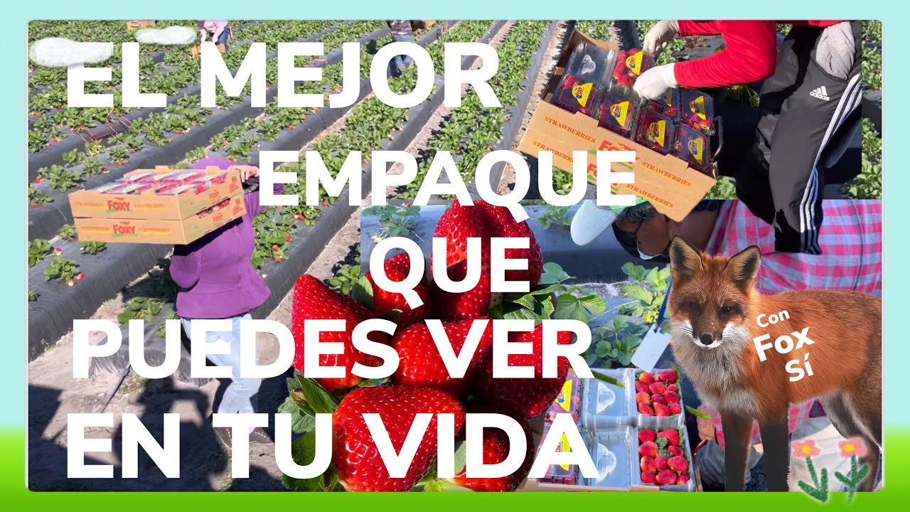 El mejor * empaque de fresas 🍓que puedes ver en tu vida | viva los migrantes 👏👏