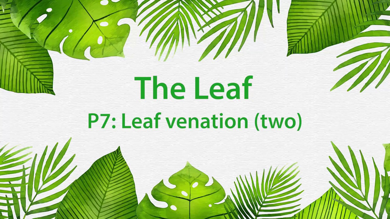 Montessori Elementary: The Leaf (Presentation 6 - Leaf venation 1)