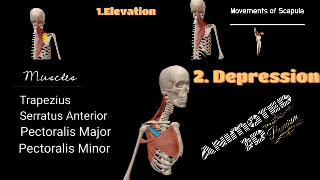 Scapula Movements with Muscles