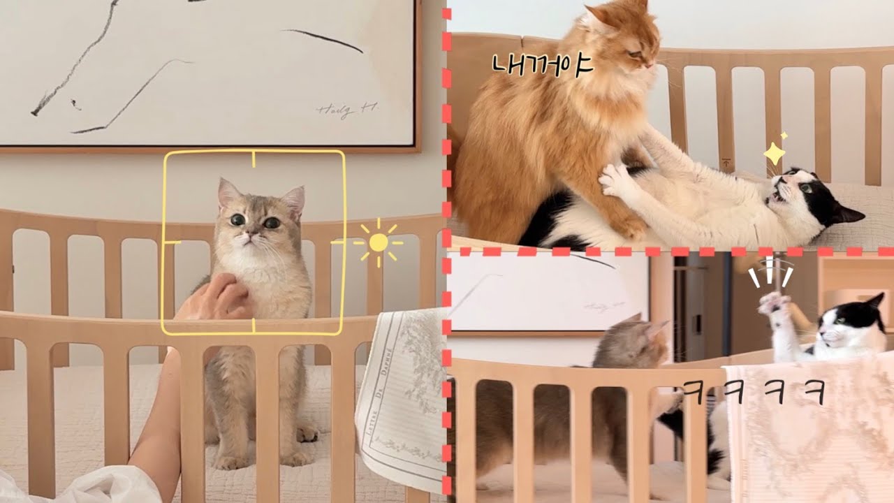 아기침대를 점령한 고양이들 | 치열한 영역 다툼의 서막! 👶🏻:?(내껀데..)