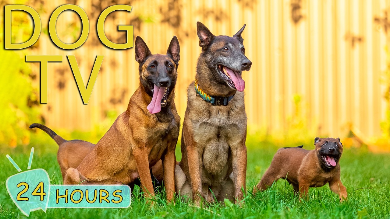 DOG TV: Best Video Relax & Anti-Anxiety for Dogs to Watch When Alone - Soothing Music for Dogs