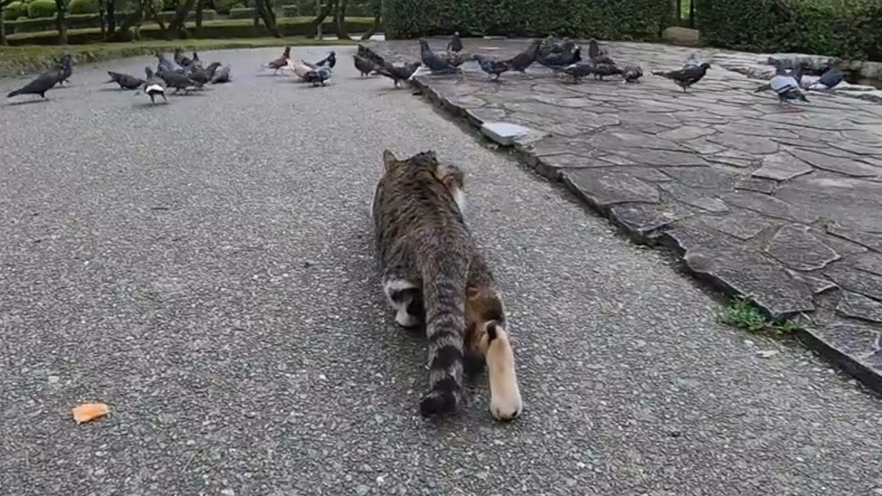 Stray cat walking with stealth legs／Funny animal／Impressed cat video（clipping of a video)　#cat #cats