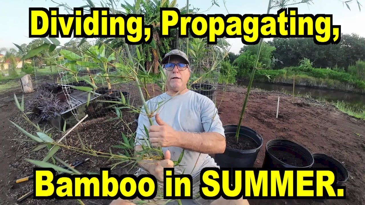 Dividing, Propagating, Transplanting & Potting Bamboo in SUMMER.