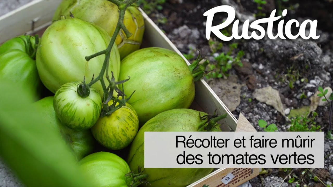 Récolter et faire mûrir les tomates vertes