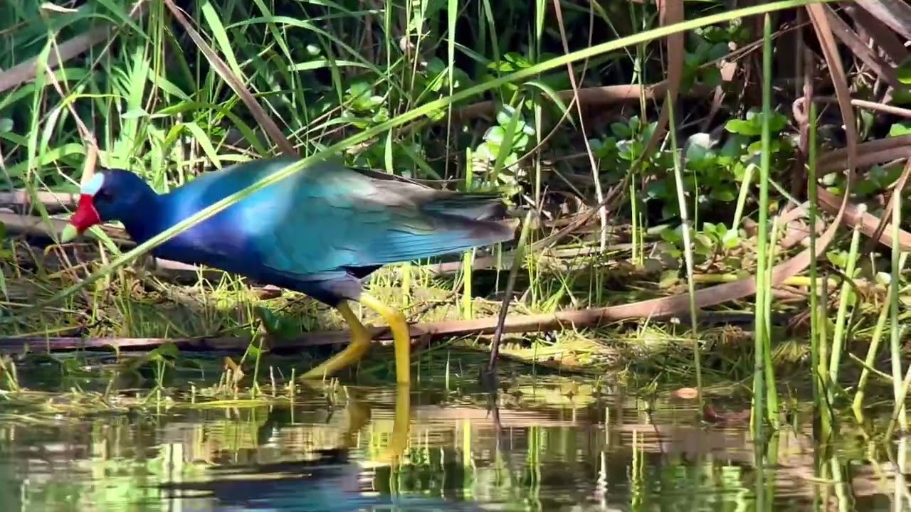 Taleve violacée, Porphyrio martinicus, purple gallinule, anigha trail, Floride, avril 2024