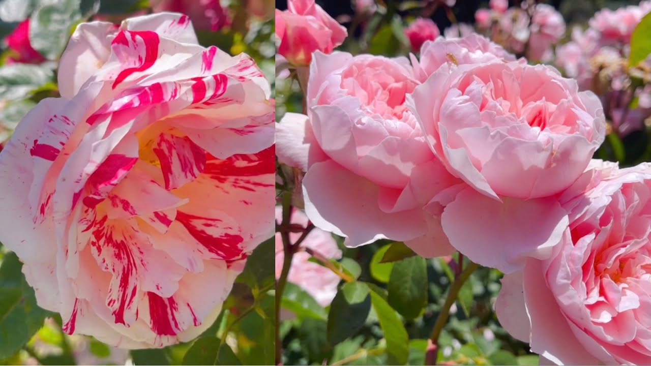 Rose Collection：Scentimental, Queen of Sweden, Geoff Hamilton and more… 月季集合～说愁、银禧庆典、瑞典女王、肯特公主等～