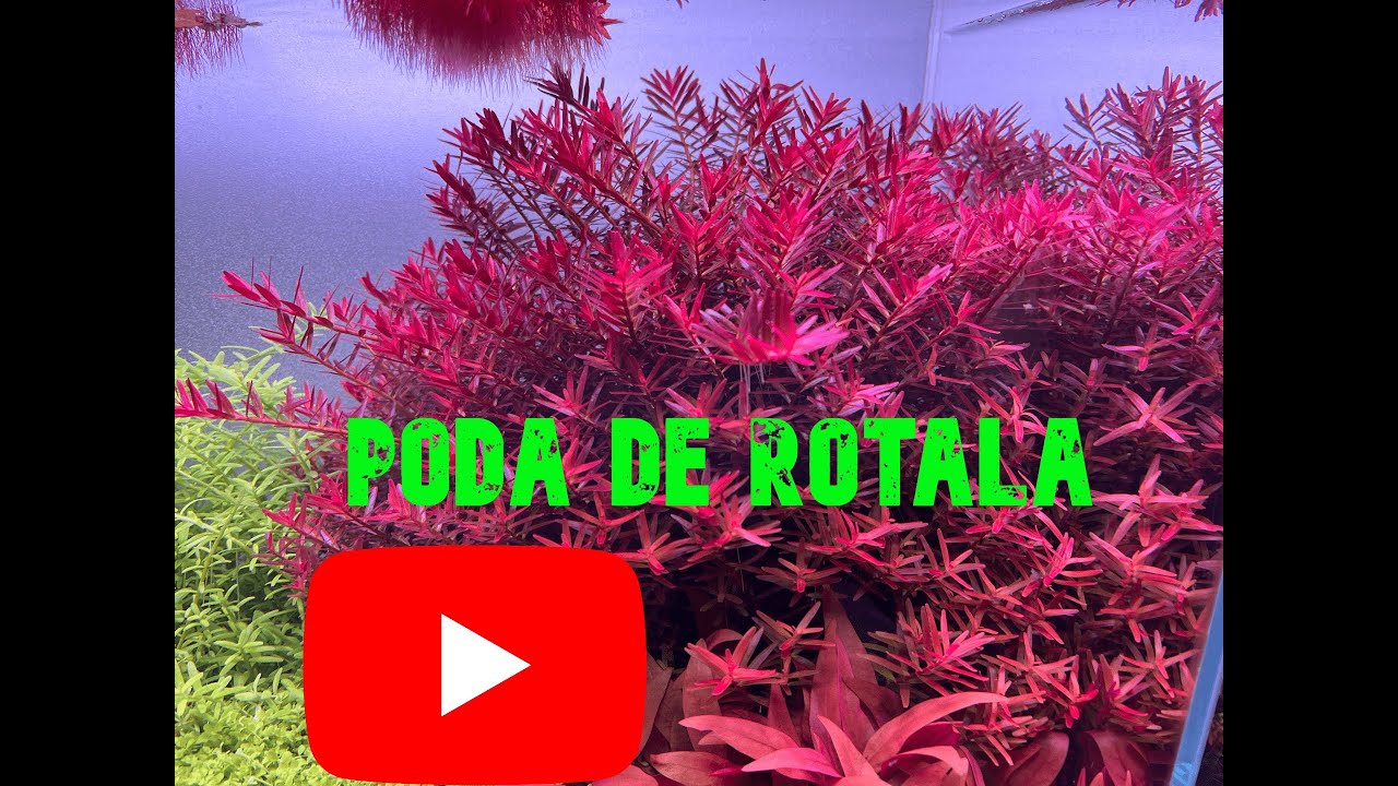 PODA DE ROTALAS🌺🌷🪻