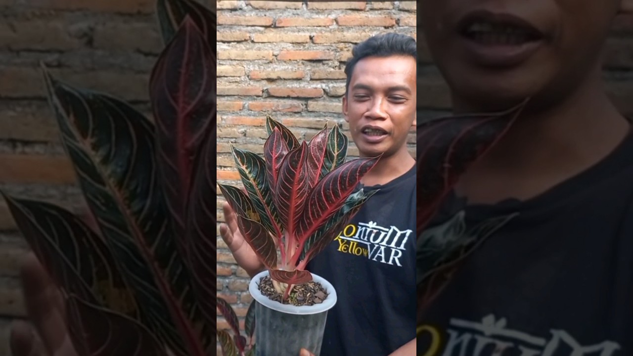 TAYANG HARI INI MEMPERBANYAK AGLONEMA RED SUMATERA