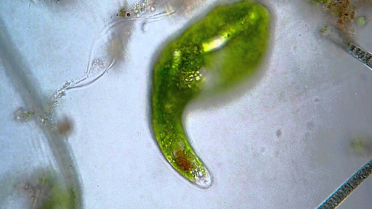 Euglena ehrenbergi - microscope 400x
