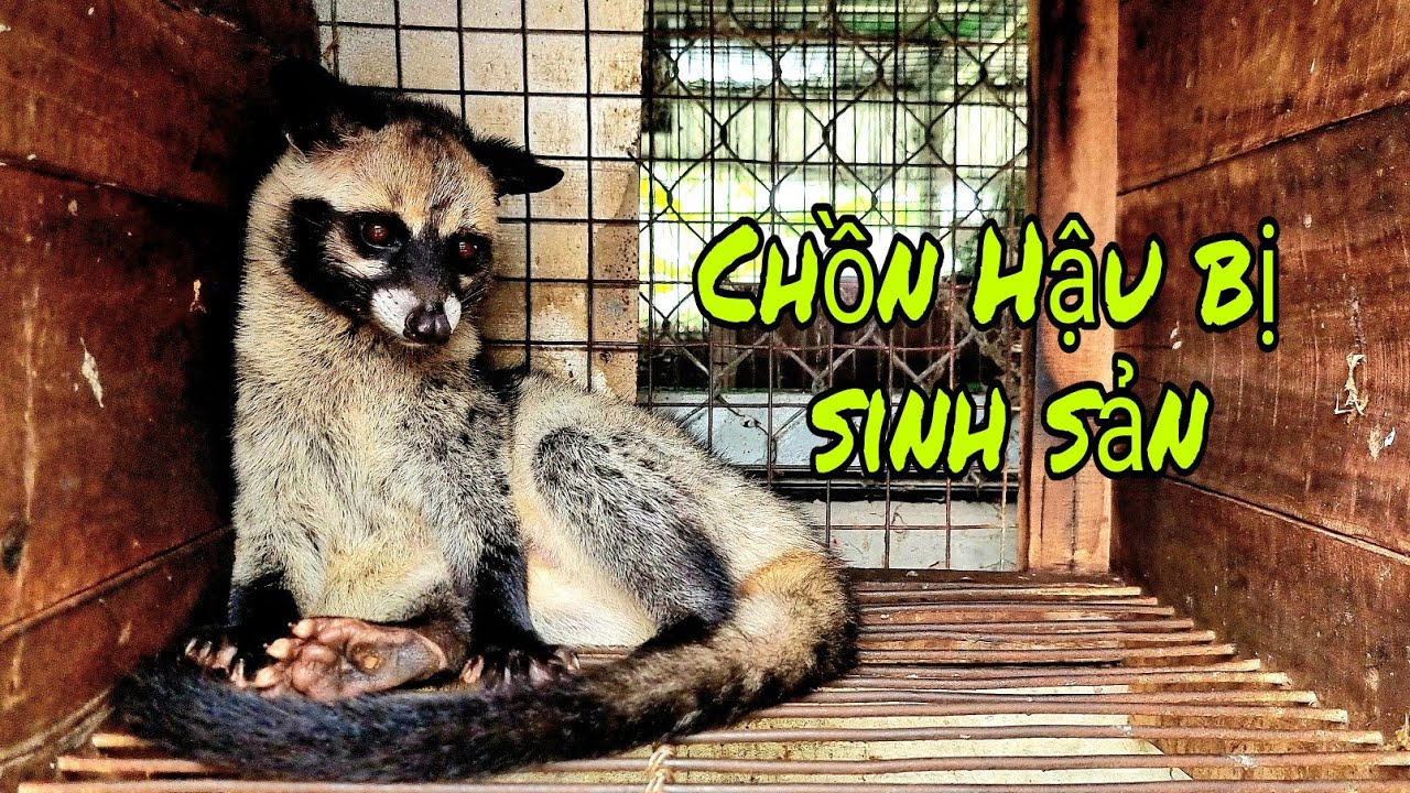 Nuôi chồn hương sinh sản lợi nhuận cao