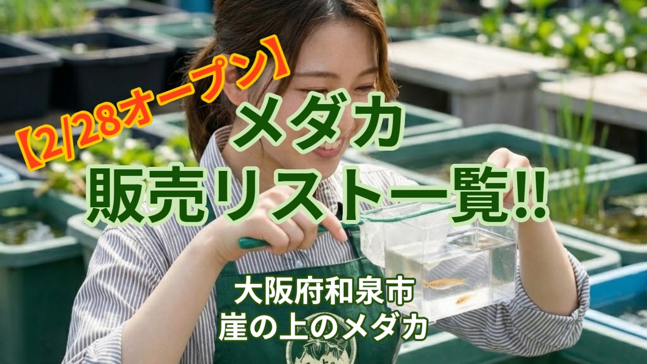 【2月28日オープン】全70種の販売メダカリスト一覧を公開！今年の推しは黒・三色・ブラックリム🐟【大阪府和泉市・崖の上のメダカ】