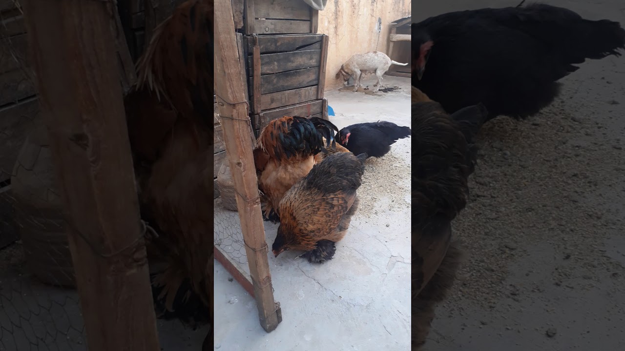 bayd labrahma 20 dh