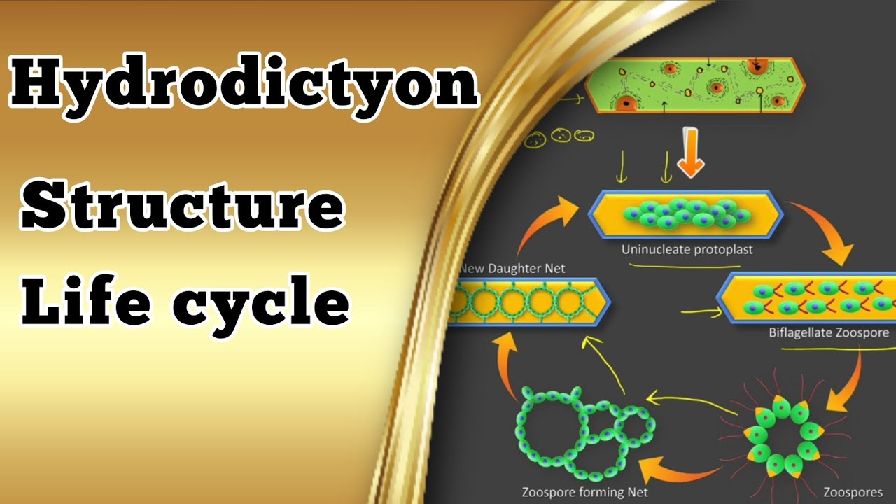 Hydrodictyon || Structure and life cycle