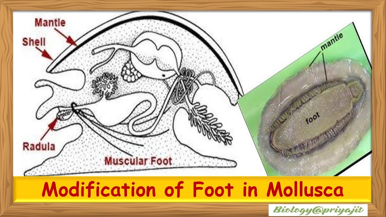 Modification of Foot in Mollusca | Types, Examples & Diagrams