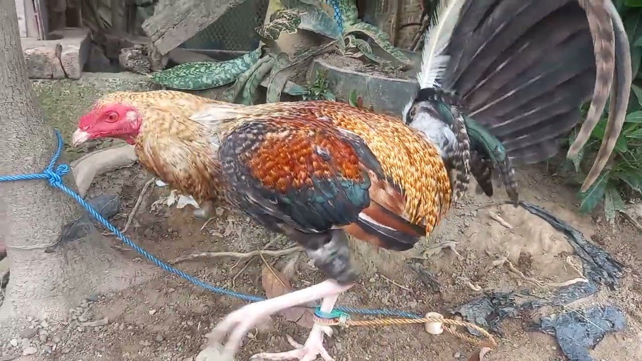 #chicken #hen #rooster #manok #jlcbackyard #youtubeshorts #shorts #breeder #backyardpoultryfarming 