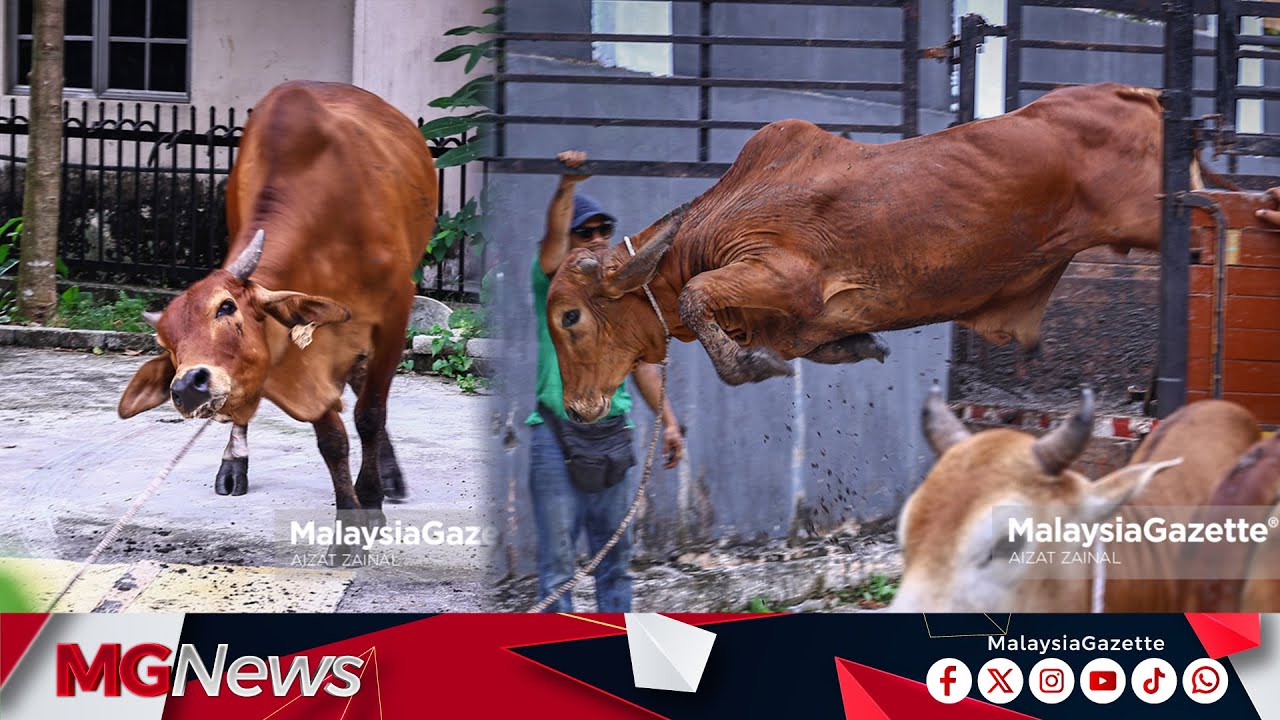Aksi-Aksi Lembu Ketika Diturunkan Dari&nbsp;Lori