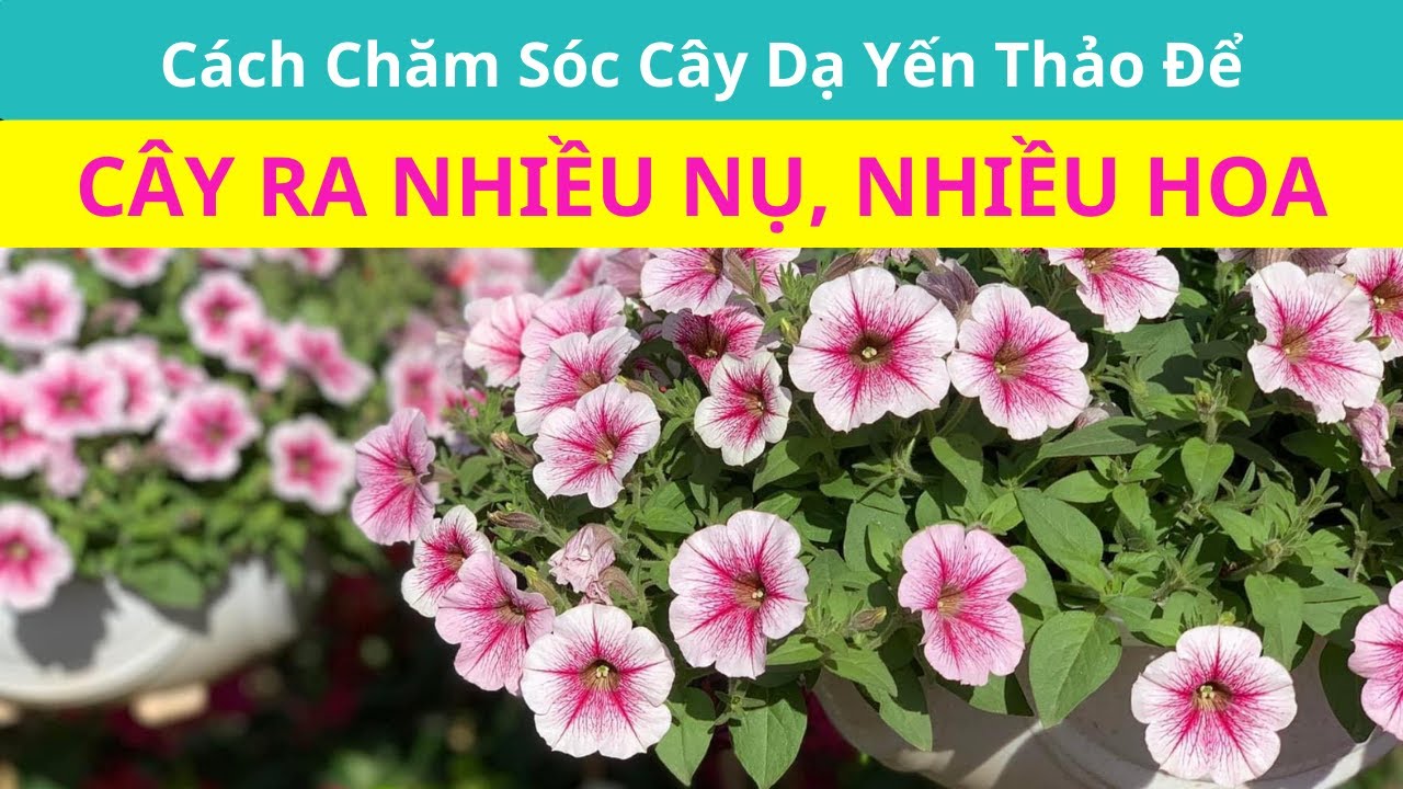 Cách Chăm Sóc Cây Dạ Yến Thảo Sau Khi Mua Về | 4 Lưu Ý Giúp Cây Dạ Yến Thảo Xanh Tốt và Nhiều Hoa