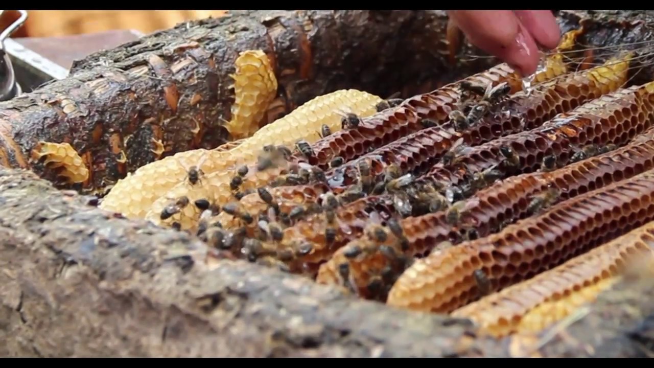 Rob van Hernen skep beekeeping heather honey