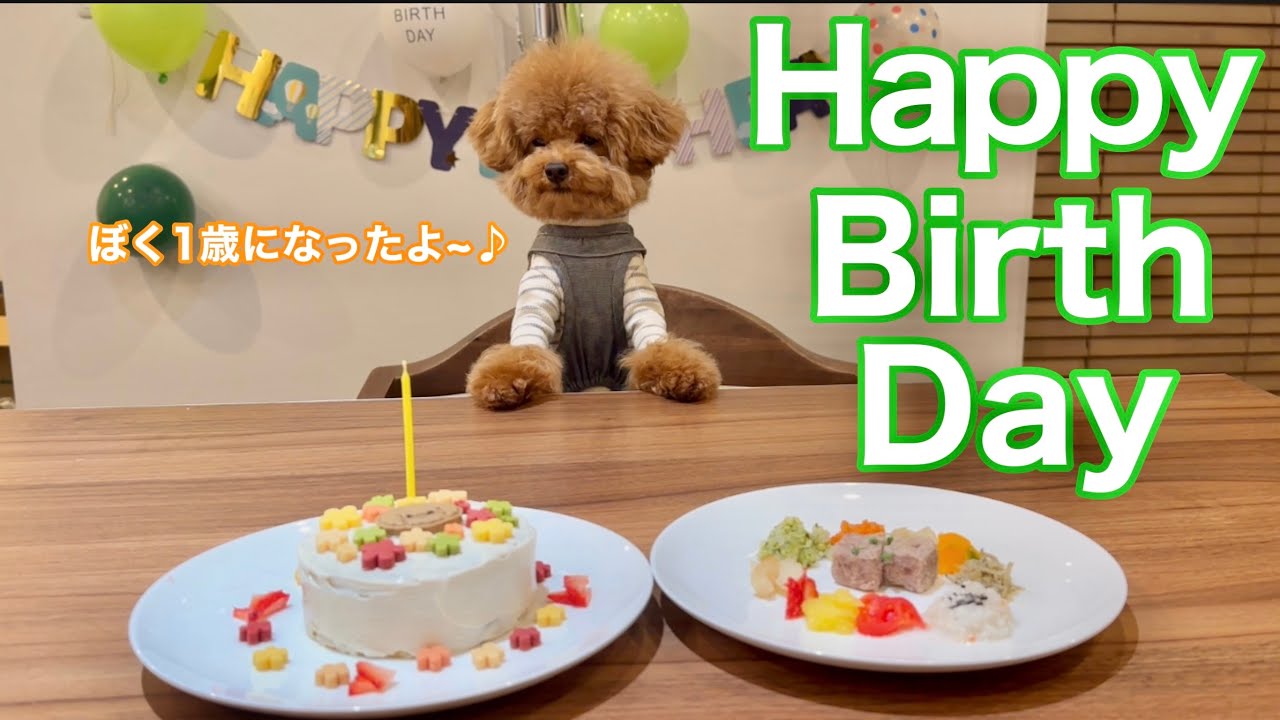 【極小トイプー】1歳の誕生日に怪しいシェフ登場⁉️
