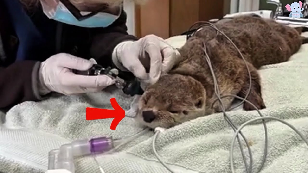 A rescued otter returns to thank his savior, sparking a touching, unexpected friendship.