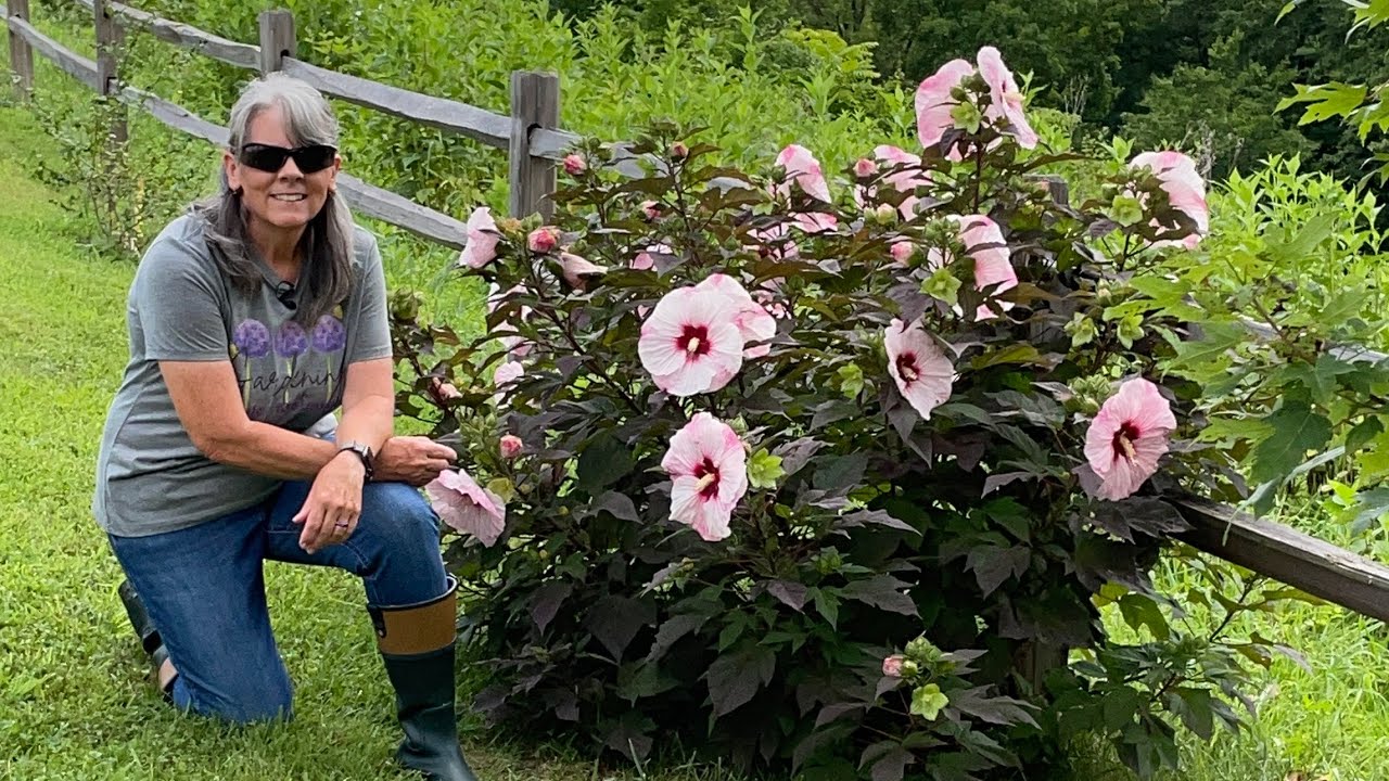 Transplanted Hardy Hibiscus Update : Summerific Series 🌺 // Gardening On Taylor Mountain 👩🏼‍🌾