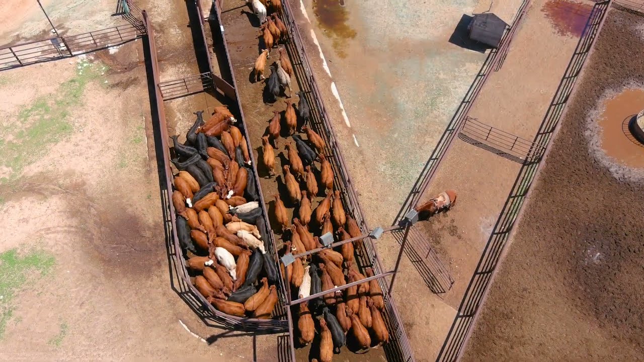 FerAppease Use for Long-Haul Cattle with Tanner Stucky