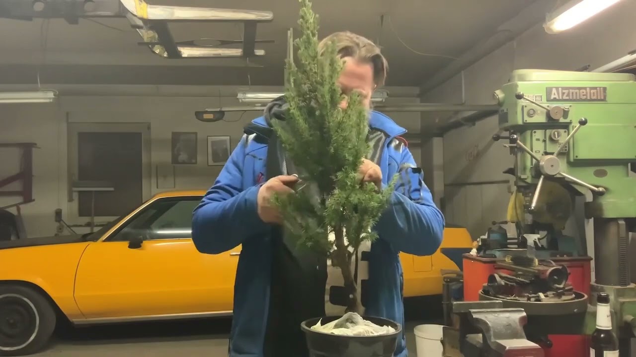 Die Zuckerhut-Fichte  Picea glauca Conica
