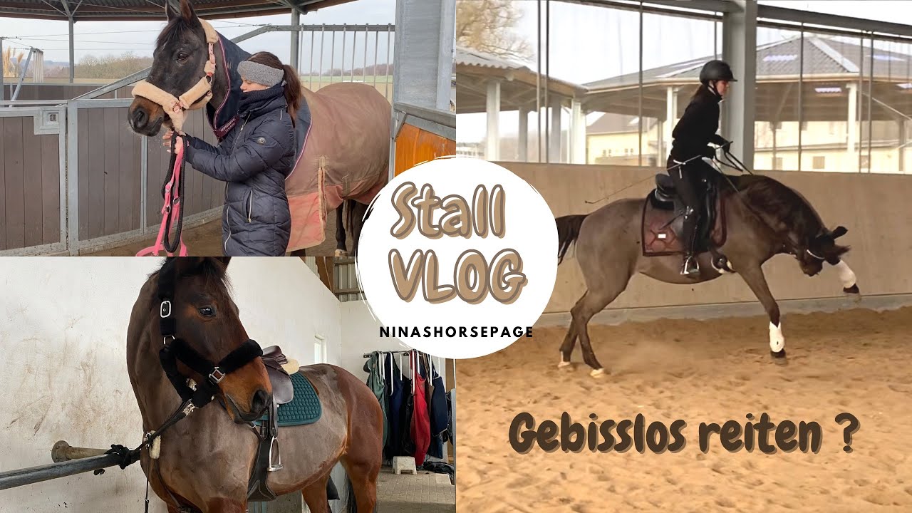 STALL-VLOG | Gebisslos in der Dressur ? | GOLDEN SORAYA