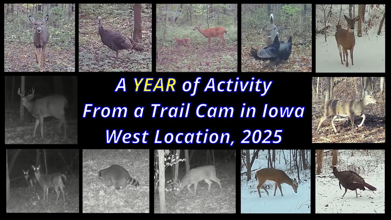 A Year Of Activity From A Trail Cam In Iowa, West Location, 2025