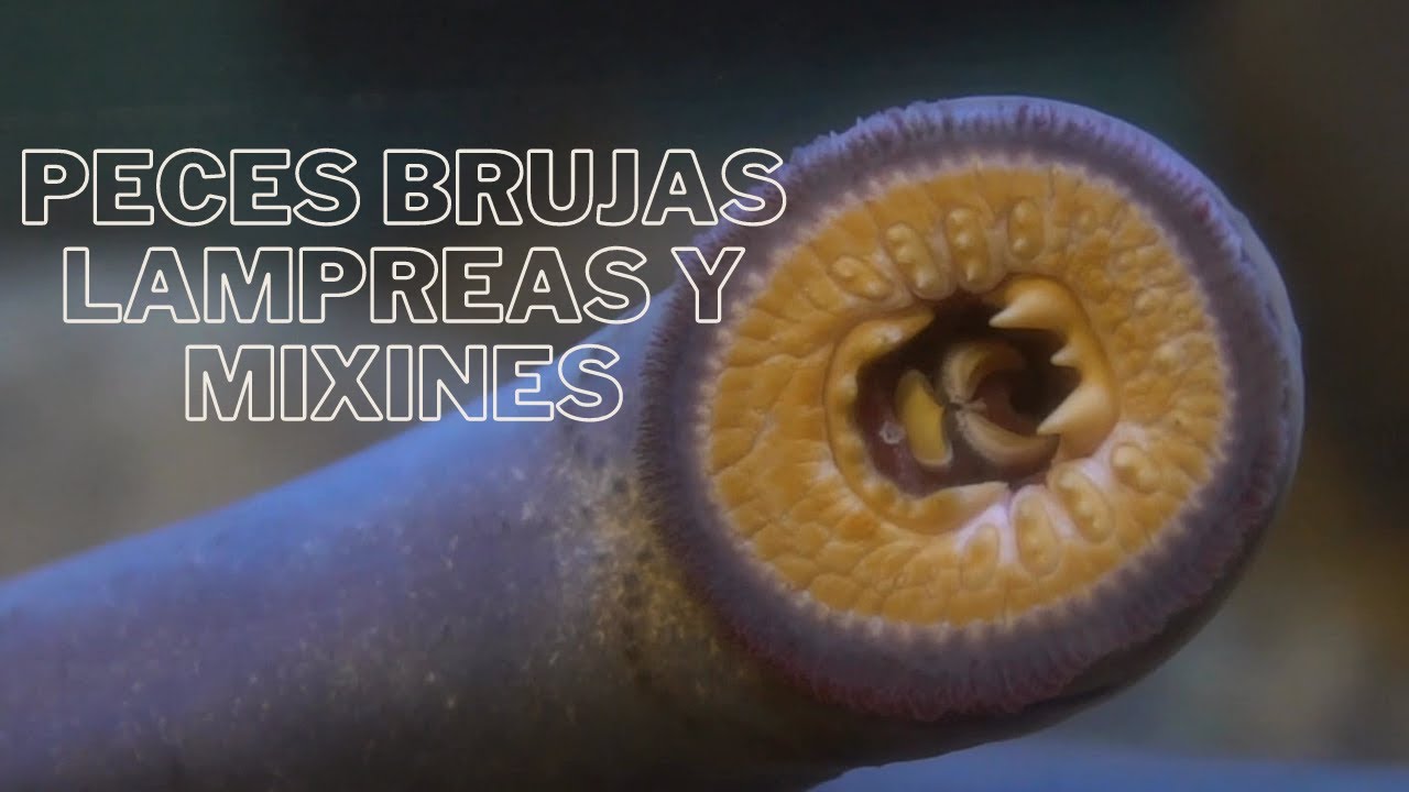 Vampiros de agua/peces brujas mixines y lampreas