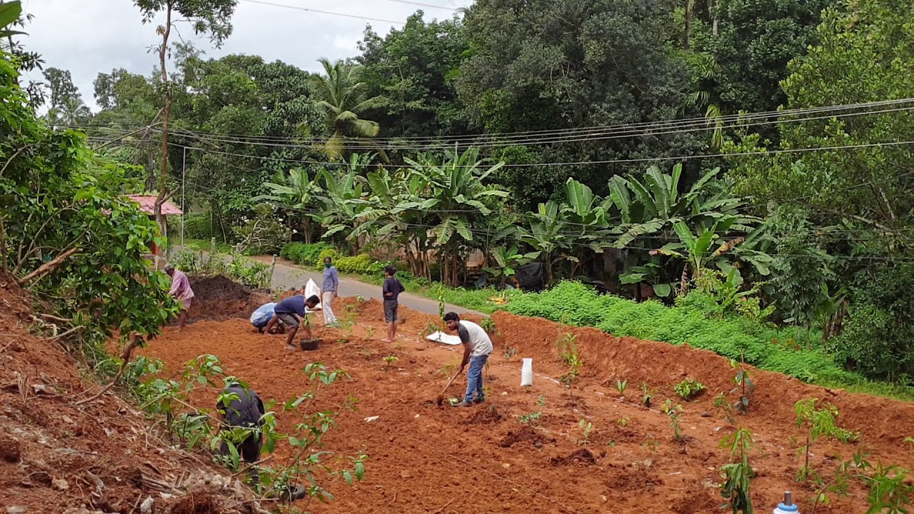 Building a Miyawaki forest l Afforestation