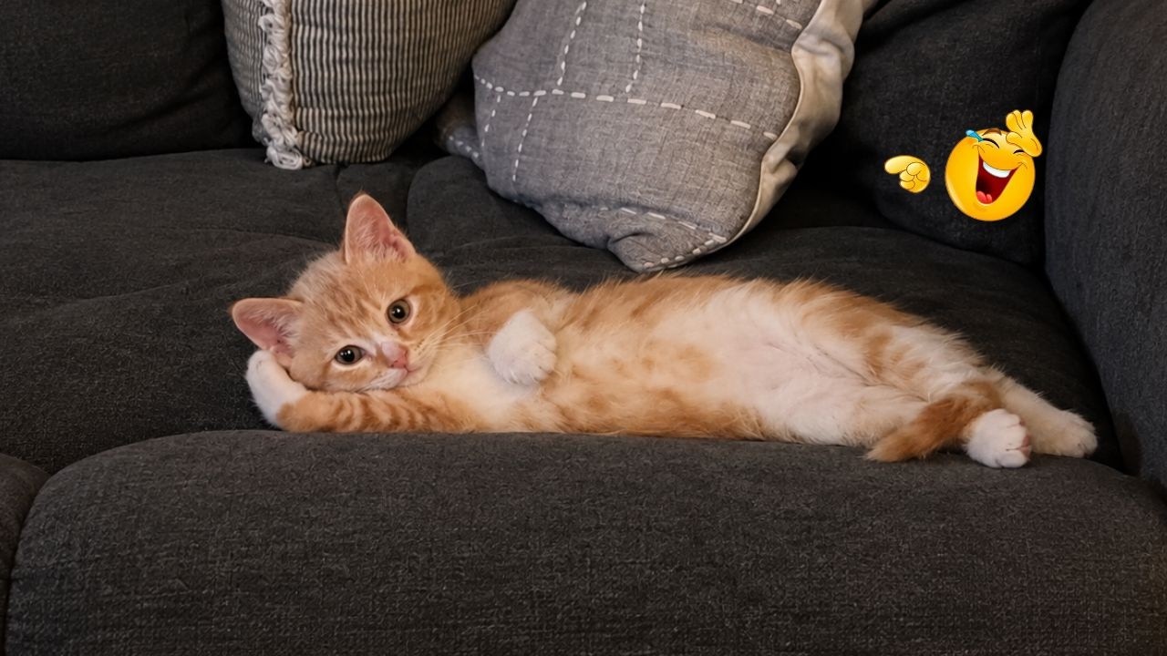 Best Cat Videos 🐈 | The Funniest Cat Moments You Need to See Today 🤣😹