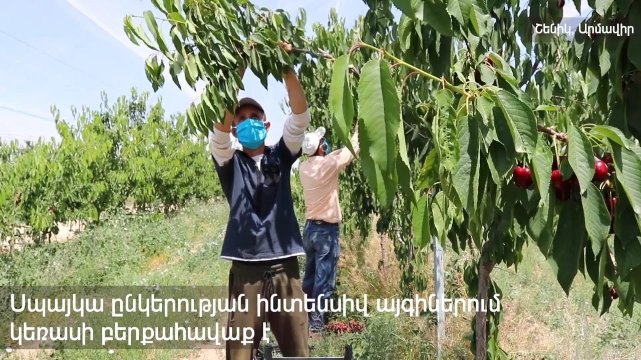 Կեռասի բերքահավաք Սպայկայի ինտենսիվ պտղատու այգիներում
