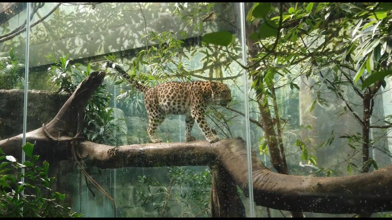 ⁴ᴷ⁶⁰ Bronx Zoo Jungle World, World of Reptiles, Mouse House, Madagascar, Bird House (September 2020)