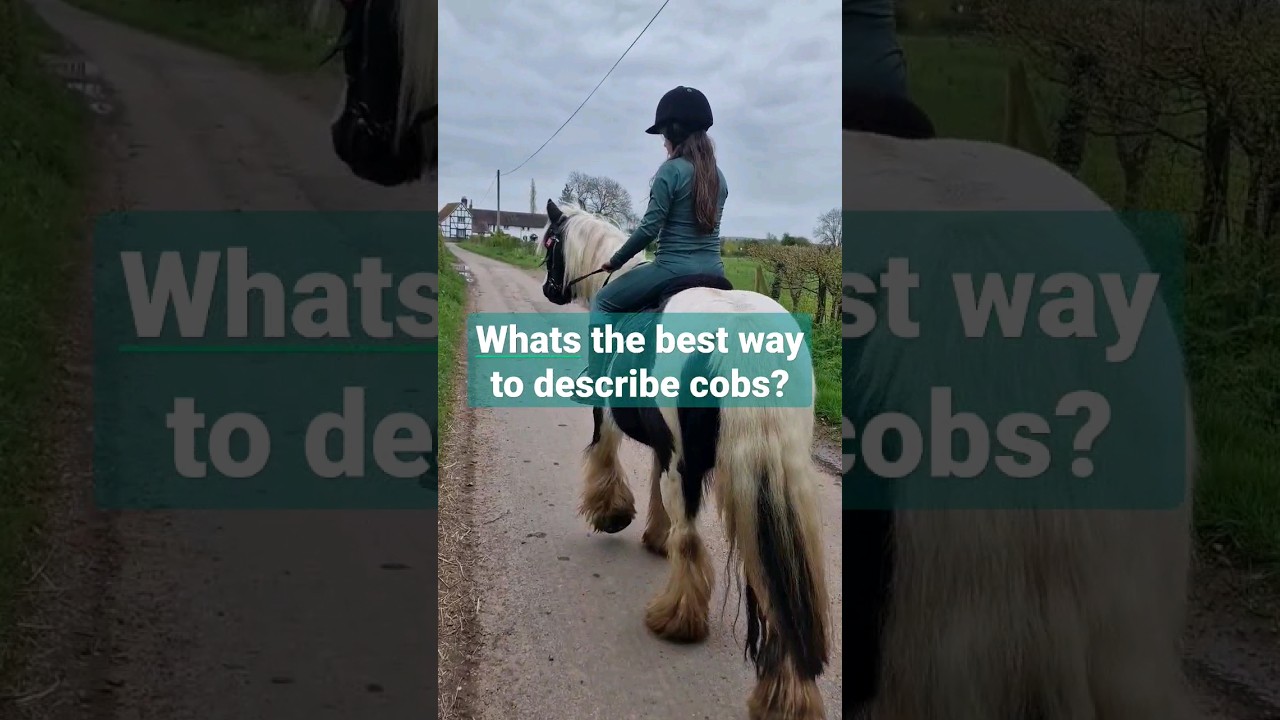 il let you guess 🤣🤷&zwj;♀️ #equestrian #pony #equestrianlifestyle #cobs #gypsyvanner #cob #horseriding