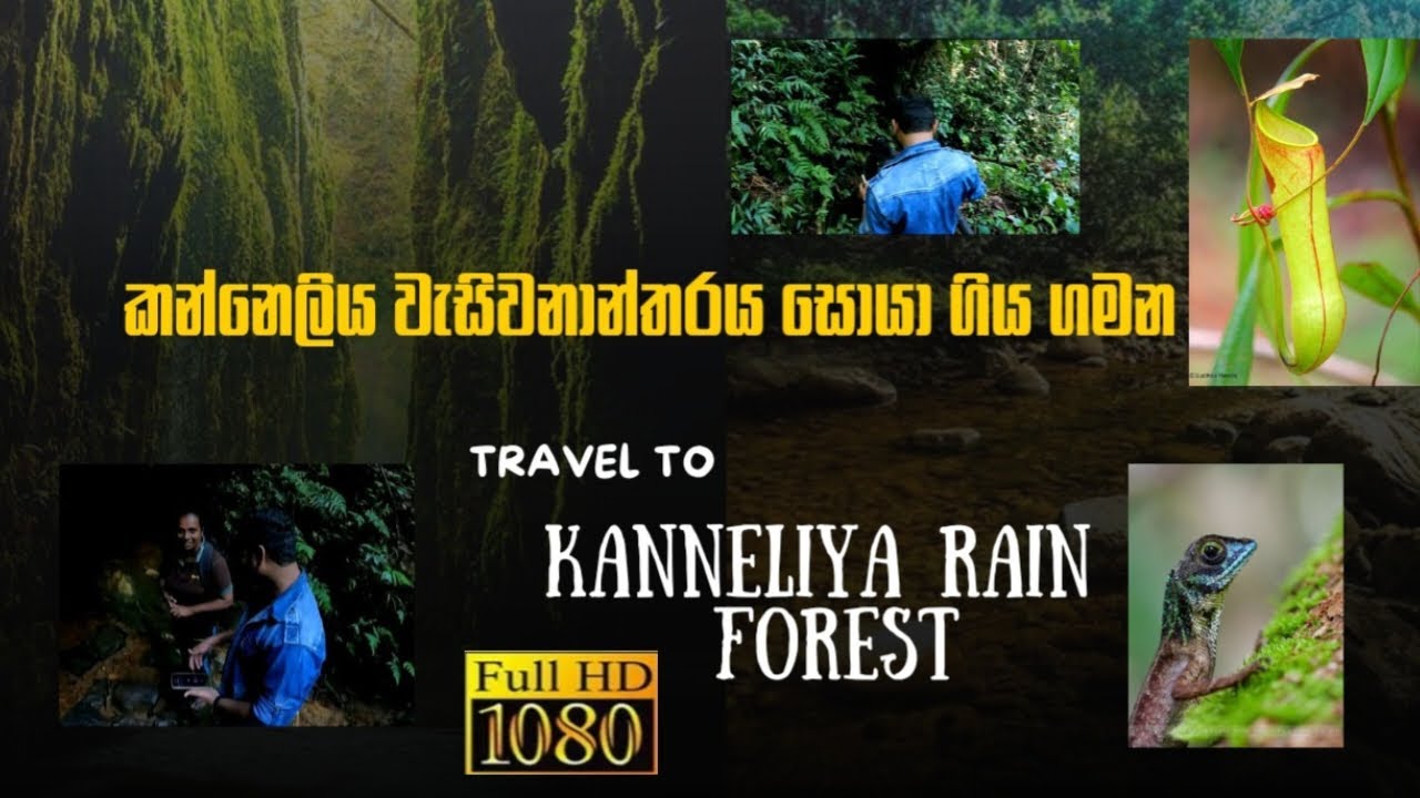 කන්නෙලිය  වැසි වනාන්තරය  | ගාල්ල උඩුගම |Kanneliya Rain forest | galla  udugama