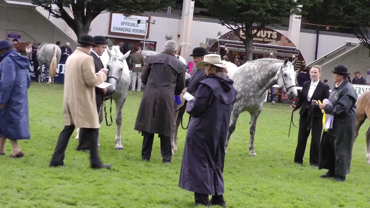 Dublin Horse Show RID Colt Foal Class RDS 2012