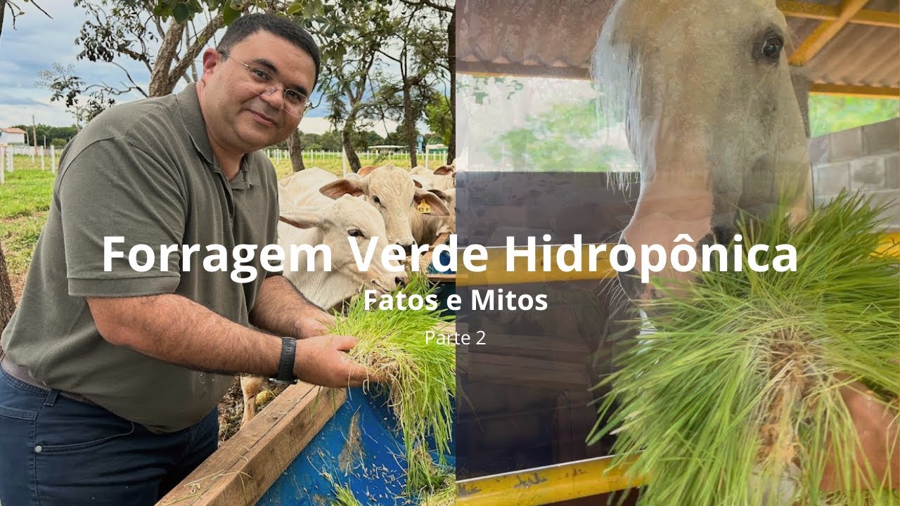 Forragem Verde Hidropônica - Fatos e mitos (Parte 2)