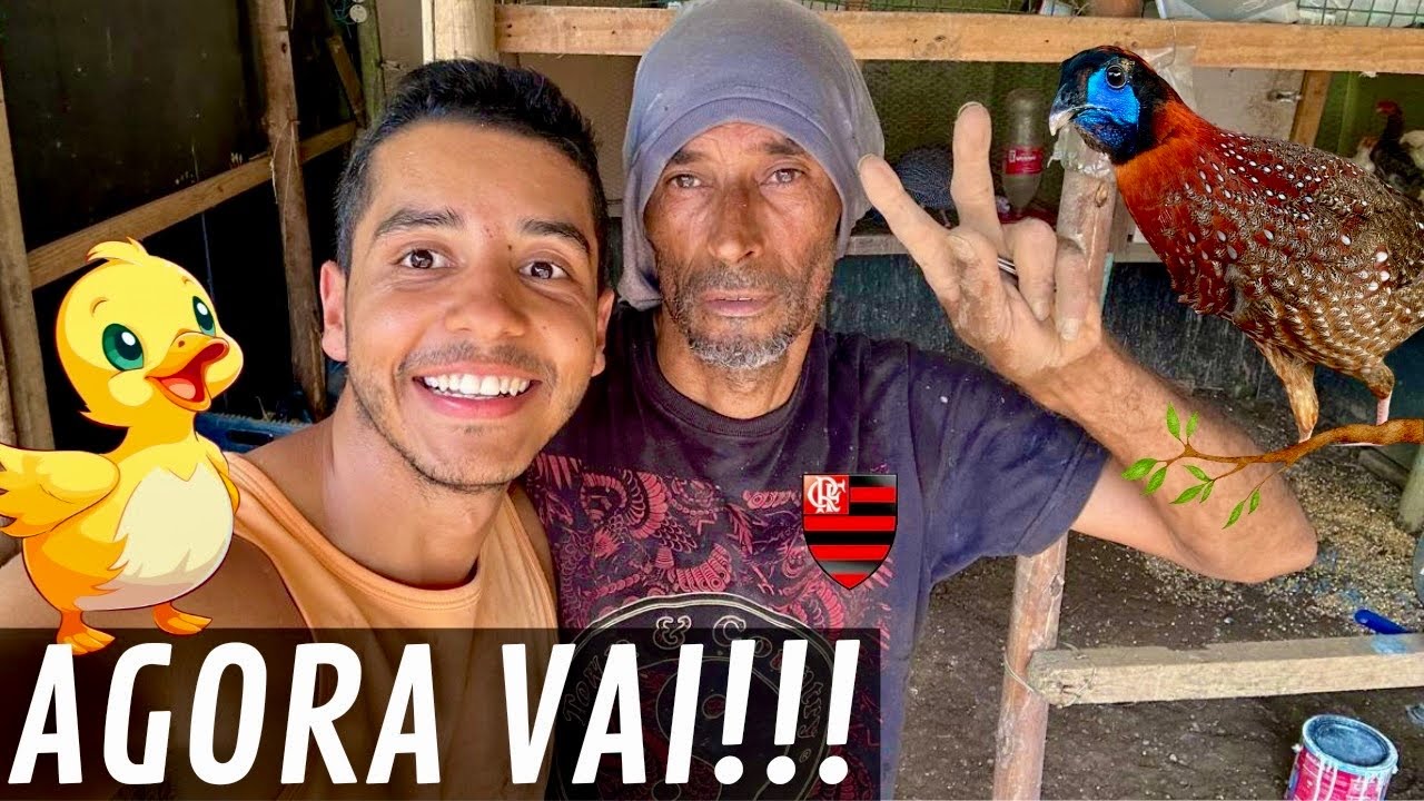 Mudança Faisão | Instalando sistema de Dreno nas baías | Limpeza casa tadorna | Aves Recriar