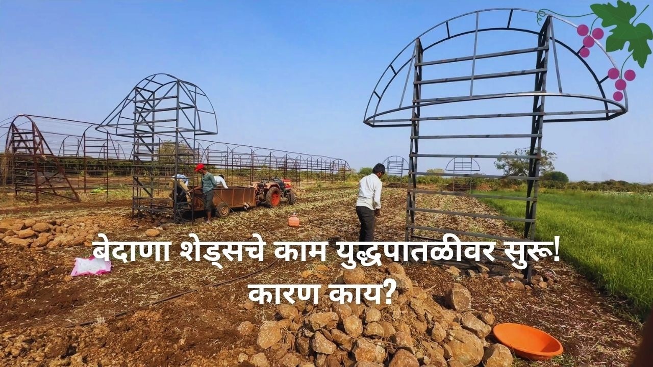 बेदाणा शेड्सचे काम युद्धपातळीवर सुरू! कारण काय? | Daily vlog