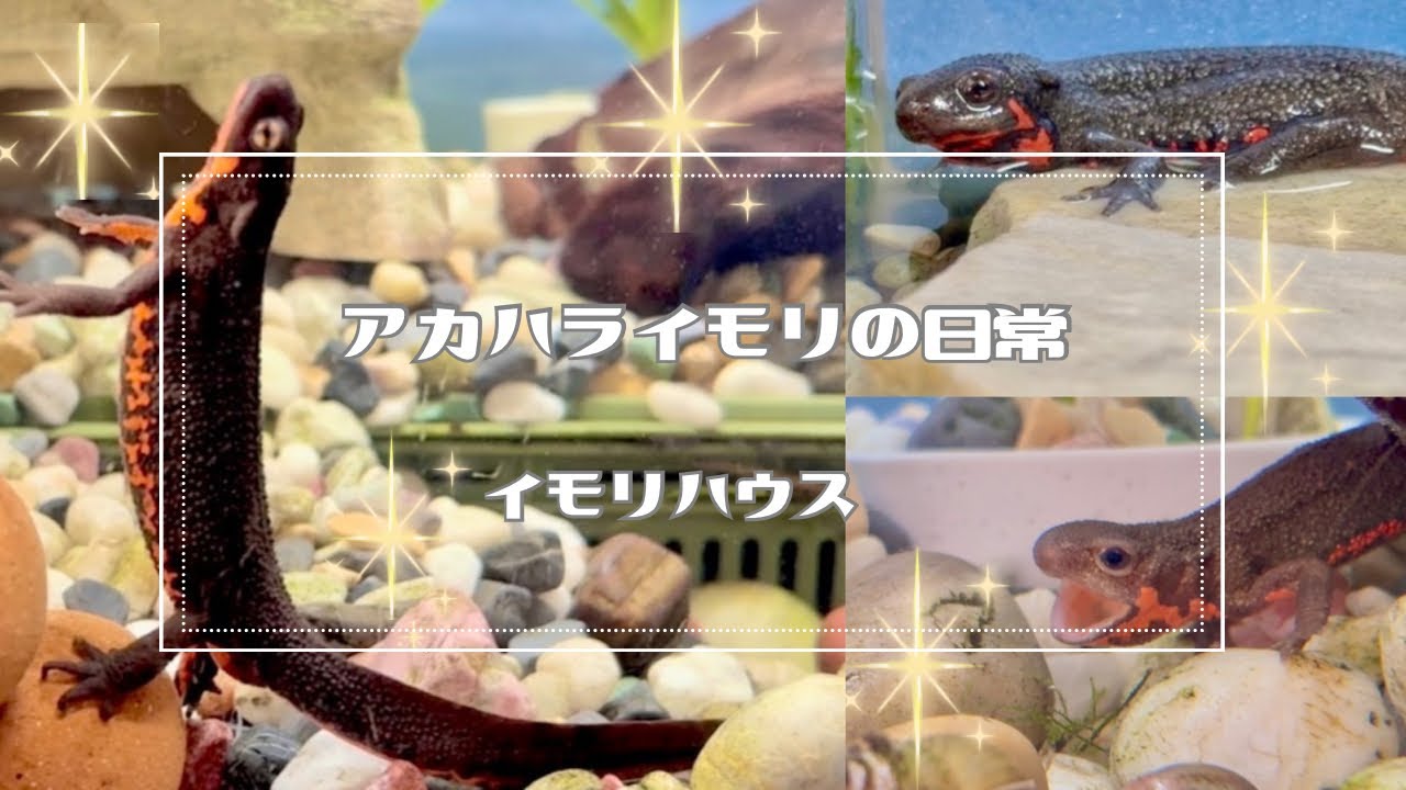 ✼まったり楽しい真ん中の水曜日✨#アカハライモリの日常