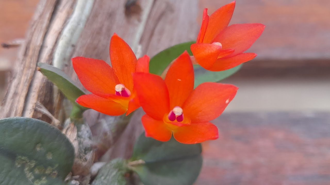 🔴ORQUÍDEA SOPHRONITIS CERNUA / MICRO/ MINI ORQUÍDEA.