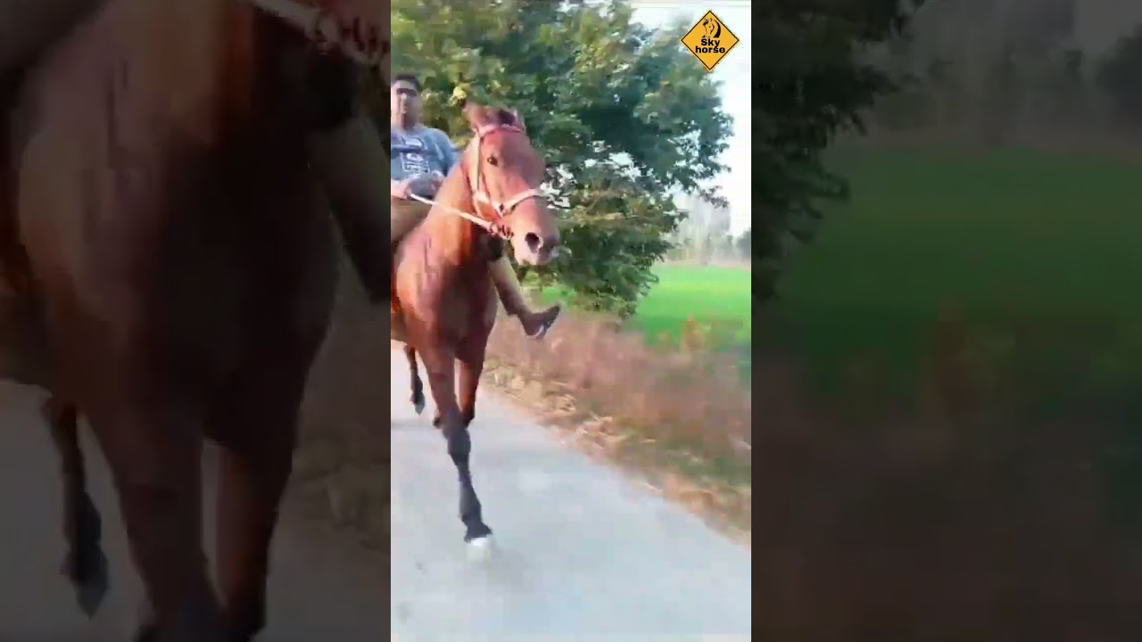 #horse #horseracing #horseriding  #horselover #indianhorsehorsemandi #skyhorse #mohammadrais