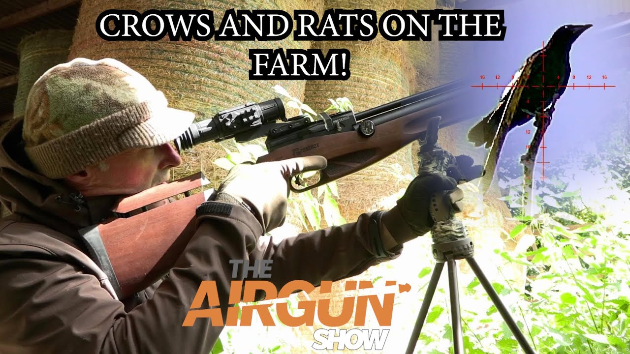 The Airgun Show | Farmyard crow, magpie and rat hunt | BRK Brocock Ranger review