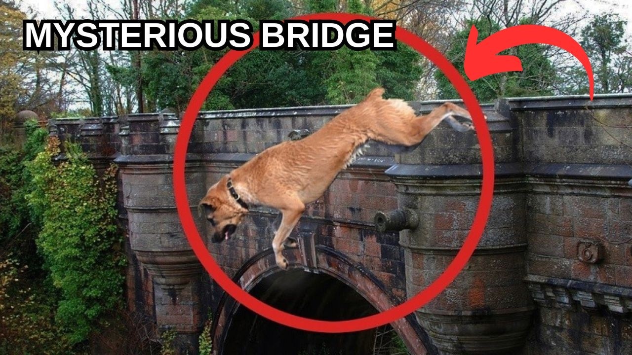 Scotland&rsquo;s Mysterious Bridge of Dog Suicides